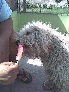 mi pelu comiendo su helado